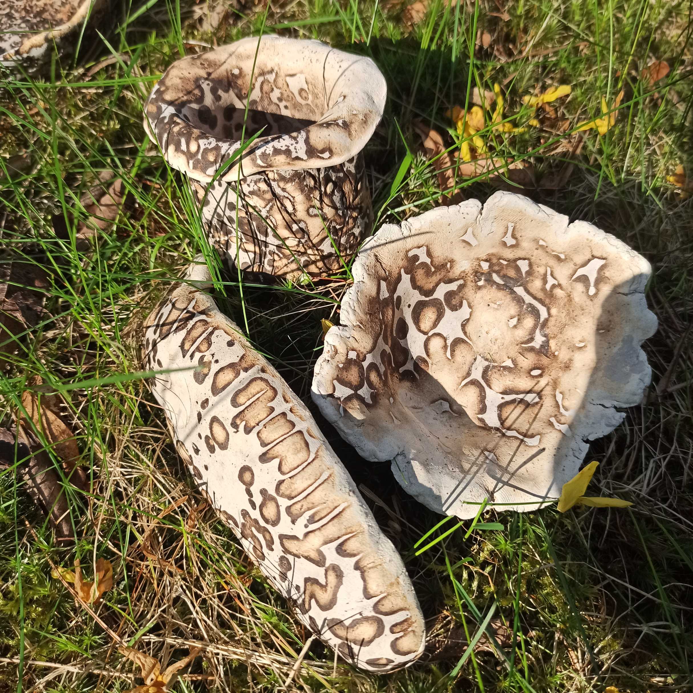 ceramics_zurek